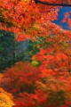 談山神社の美しい紅葉640×960