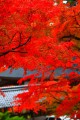 目が覚めるような赤い紅葉320×480