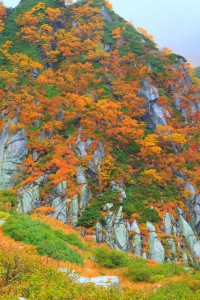 岩場の間の紅葉のコントラスト640×960