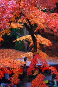 永源寺入口手前参道の紅葉320×480