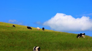 高原で牧草を食べる牛1600×900
