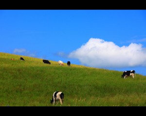 高原で牧草を食べる牛1280×1024