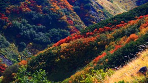 立山主峰群ふもとの紅葉1600×900