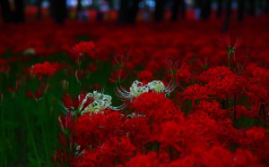 赤に混じって咲く白い彼岸花1440×900