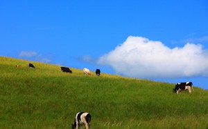 高原で牧草を食べる牛1680×1050