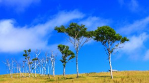 開放的な青空と木立ち1600×900