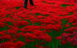 濃い赤色の彼岸花の絨毯1440×900