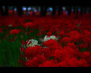 赤に混じって咲く白い彼岸花1280×1024