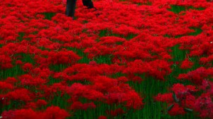 濃い赤色の彼岸花の絨毯1920×1080