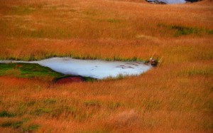 地獄谷の草紅葉1440×900