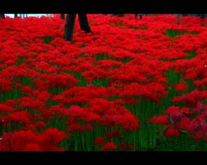 濃い赤色の彼岸花の絨毯1280×1024
