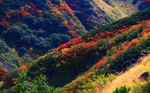立山主峰群ふもとの紅葉1440×900