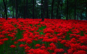 真っ赤な彼岸花の海1440×900