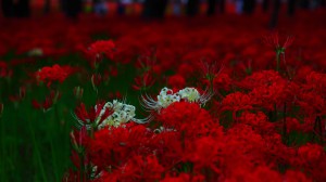 赤に混じって咲く白い彼岸花1920×1080