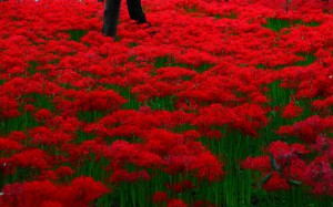 濃い赤色の彼岸花の絨毯1920×1200