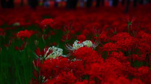 赤に混じって咲く白い彼岸花1600×900