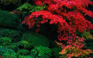 明寿院庭園江戸初期の紅葉1440×900