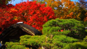 大河内山荘の松と紅葉1600×900