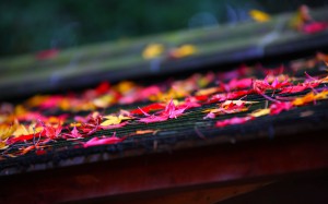 美しい屋根の上の散り紅葉1680×1050