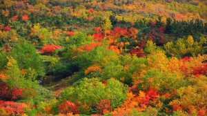 弥陀ヶ原近くの山の斜面の紅葉1600×900