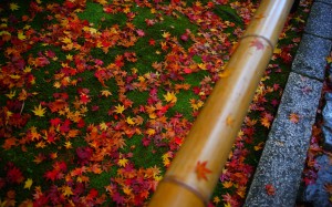 高桐院苔の上の散り紅葉1680×1050