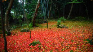 高桐院散り紅葉の真っ赤な絨毯1920×1080