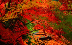 金剛輪寺の鮮烈な紅葉1680×1050