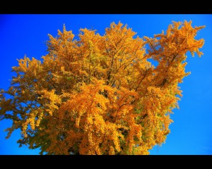 紅葉している銀杏の木1280×1024