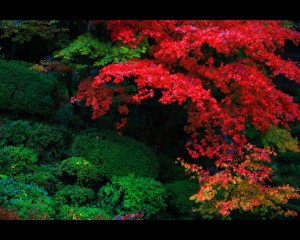 明寿院庭園江戸初期の紅葉1280×1024