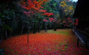 高桐院本堂前庭散り紅葉横から1680×1050