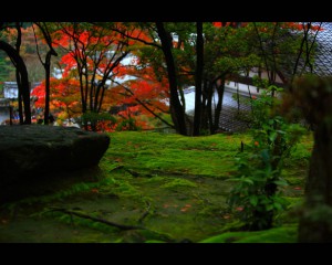西明寺庭園とコケの緑1280×1024