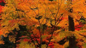 三重塔付近の紅葉1920×1080