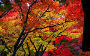 湖東三山金剛輪寺の紅葉1440×900