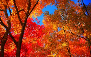 青空に映える山荘庭園の紅葉1680×1050