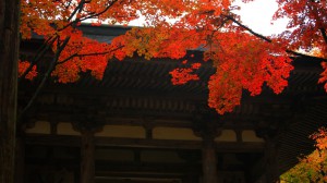 西明寺二天門と紅葉1366×768