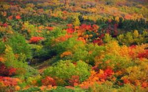 弥陀ヶ原近くの山の斜面の紅葉1440×900
