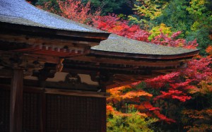 西明寺の本堂と紅葉1440×900