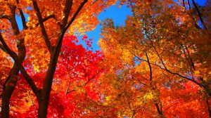 青空に映える山荘庭園の紅葉1920×1080