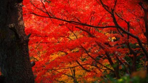 山荘庭園の真っ赤なもみじ1600×900