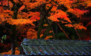 明寿院庭園入口の屋根と紅葉1680×1050
