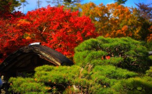 大河内山荘の松と紅葉1440×900