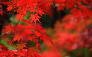 明寿院真っ赤なもみじの紅葉1680×1050