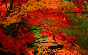 金剛輪寺の鮮烈な紅葉1280×800
