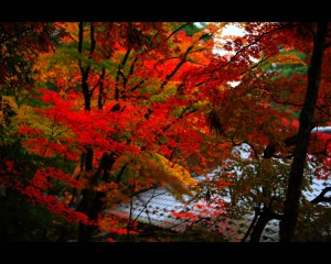 美しい紅葉と西明寺の屋根1280×1024