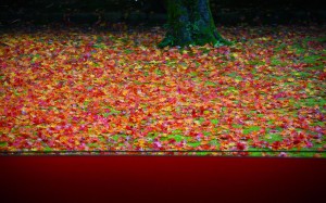 高桐院前庭の有名な散り紅葉1920×1200