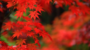明寿院真っ赤なもみじの紅葉1600×900