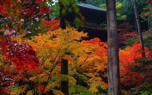 金剛輪寺三重塔と紅葉1280×800