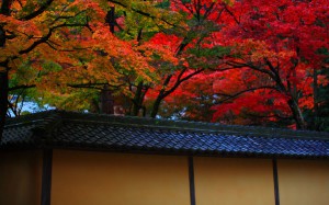 西明寺の土塀と蓬莱庭入口の紅葉1440×900