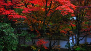 西明寺蓬莱庭の紅葉1600×900
