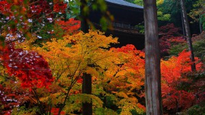 金剛輪寺三重塔と紅葉1366×768